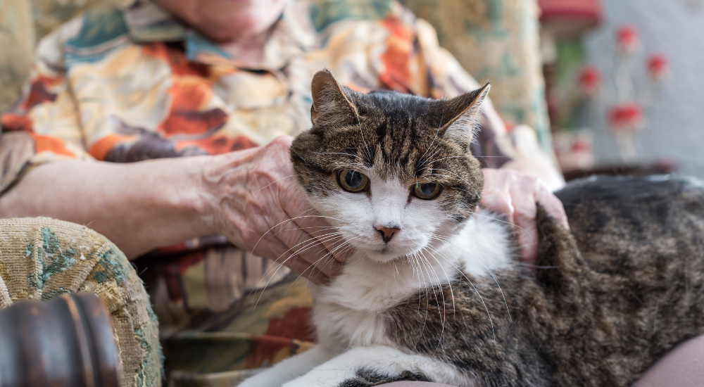 The major benefits of pet therapy